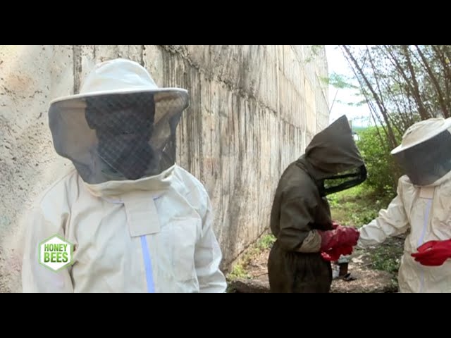 Honey harvesting process - Step by step