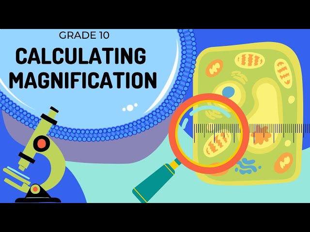Magnification | How to calculate magnification and actual size