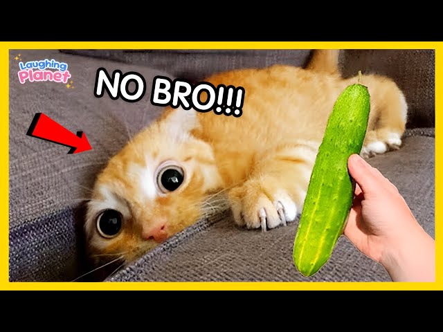 🙀🎬 The Most DRAMATIC Cats Freaking Out Over Nothing!😹Best Funny Cat Videos