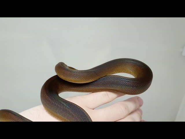 1/10/26 Northern White Lip Python