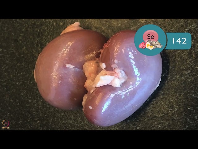 Week 2 : Lecture 14 : Importance of Selenium