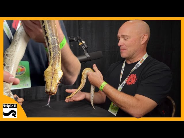 Blood pythons and Short Tailed Pythons with Rich Crowley - Triple B TV Ep.266