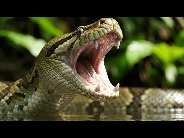 The World's Largest Snake Ever Caught – Real Facts That Will Shock You!