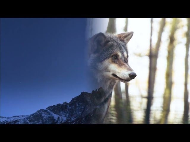 The Inner Journey - Il Percorso Interiore