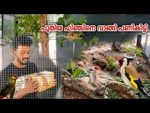പുതിയ ഒരു ഫിഞ്ചിനെ വാങ്ങി പണി പാളി  | Exotic finch |  Natural Aviary