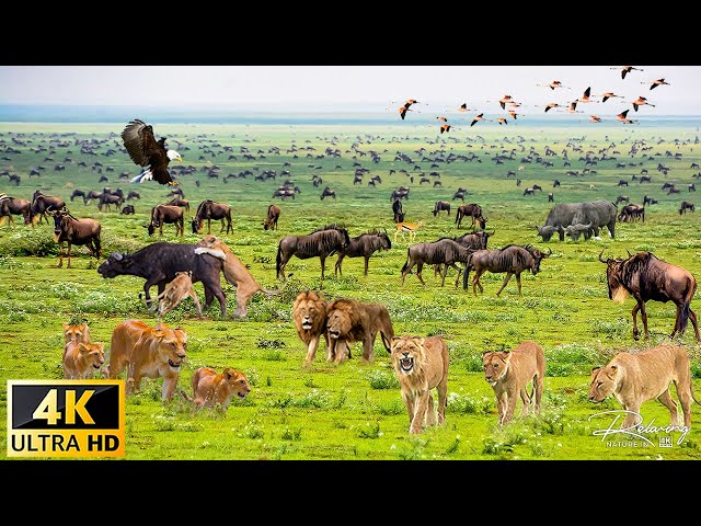 4K African Wildlife: Amazing Collection of African wildlife - Relaxing Nature In 4K