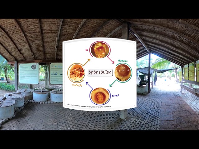 น้ำผึ้งจากชันโรง