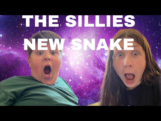 The Sillies Get A New Snake!!! 