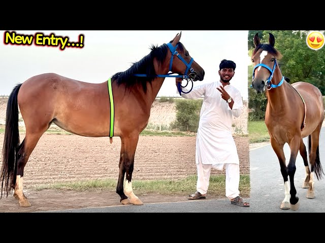 Alhamdulillah Finally New Female Horse🐎Aa Gayi😍Surprise Reveal