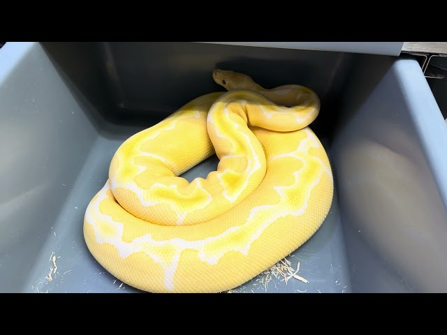 BALL PYTHON Breeder Females check in, and a look at some self produced snakes.