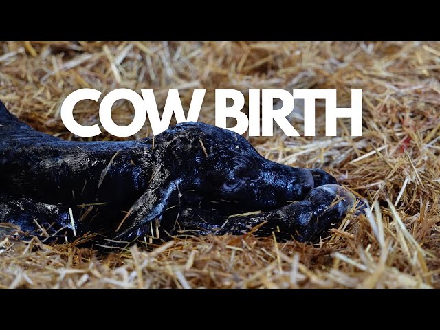 Rural Life Unfiltered EP.1 VET