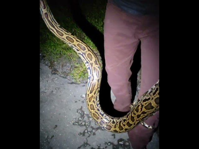 Rare Wild Caught Labyrinth Burmese Python!!