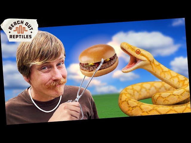 Feeding Super Dwarf Reticulated Pythons [What You NEED To Know]