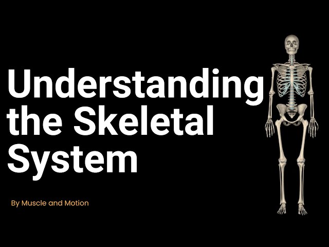 Understanding the Skeletal System: Types and Functions of Bones