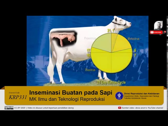 Tutorial: Teknik Dasar Inseminasi Buatan pada Sapi