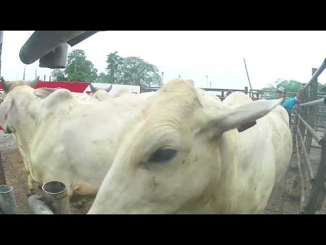 Lote Nro. 6