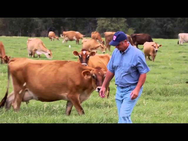 Grass Fed Dairy Cows