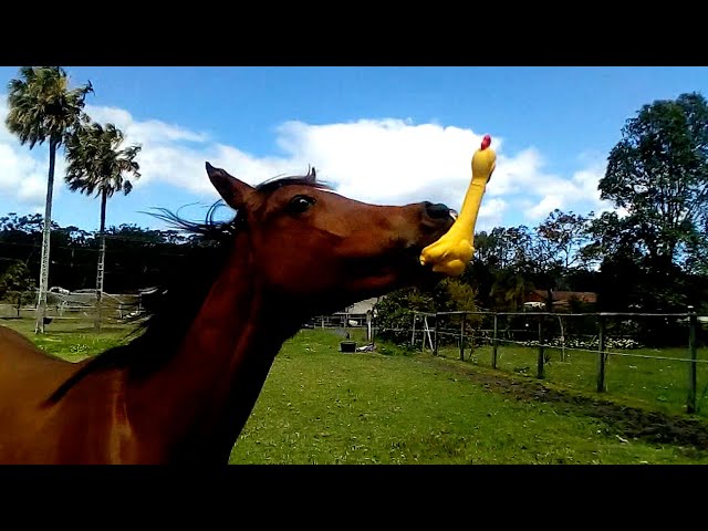 Funniest Horses 🤣 | BEST Compilation
