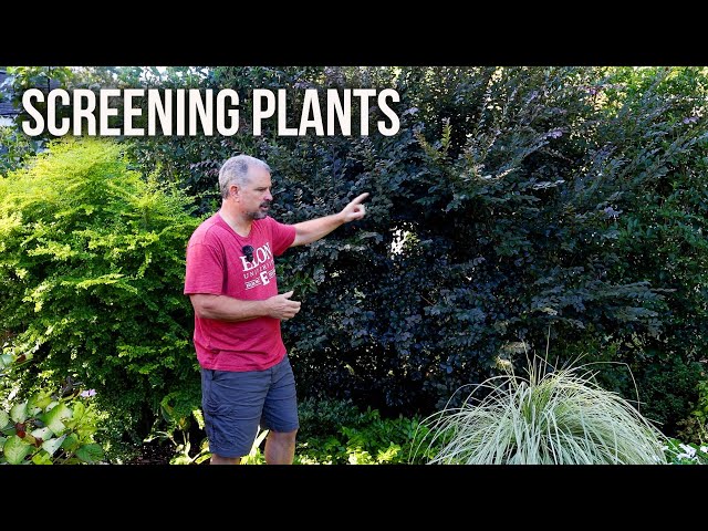 Why Use A Mix Of Plants To Screen The Garden For Privacy