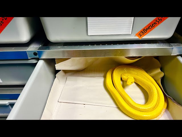 Aluminum No Rust Reptile Rack System Review - This is Awesome! RR3420VX Reptile Basics