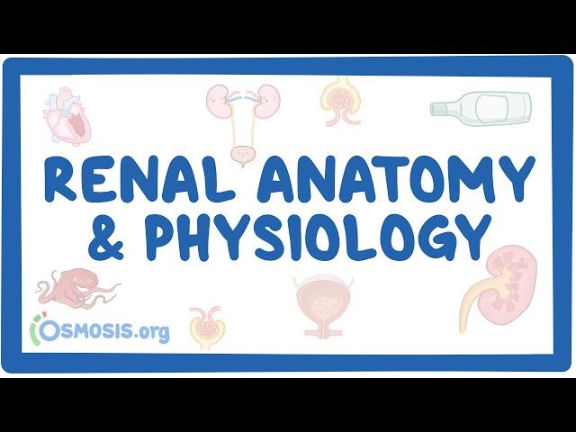 Renal system anatomy and physiology