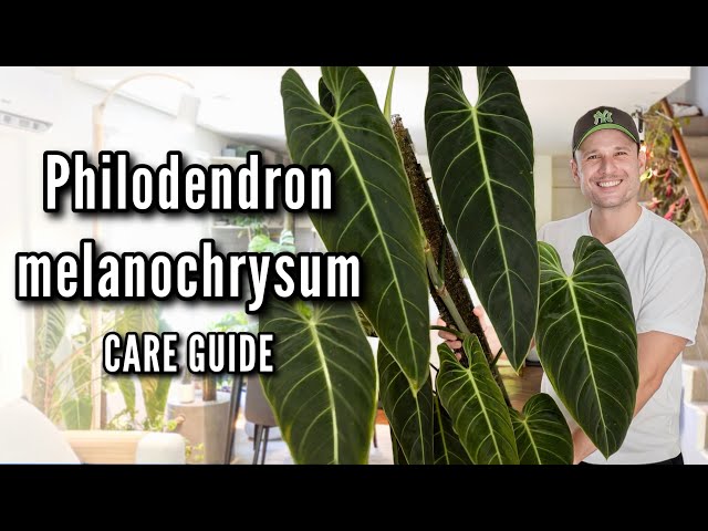 Philodendron melanochrysum - full care guide