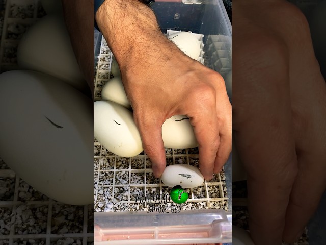 Incubating Ball Python Eggs #molinarosnakelab #ballpython #snakeeggs #incubating #snakeeggs #pokemon