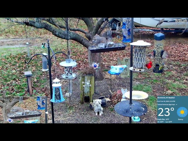 Redbirds and Rodents