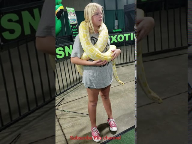 Burmese or Tiger reticulated python handling a woman