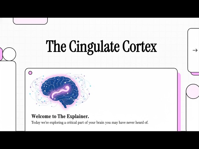 Psychedelic Neuroanatomy: Cingulate Cortex (StatPearls Brief; 2 min; 1.2Iv)