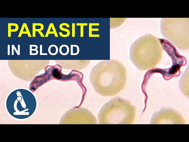 Blood Parasite That Makes You Sleepy: Trypanosoma Under the Microscope