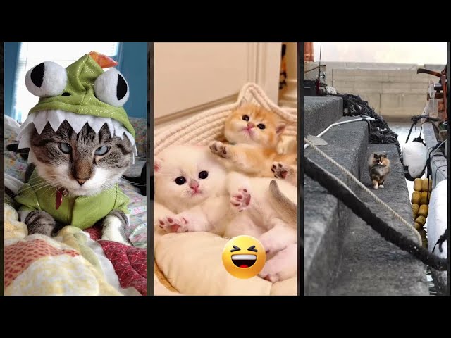 Cat Funny Videos 😼 New Funny Cats 2024 😸 #babycats Ep 2428