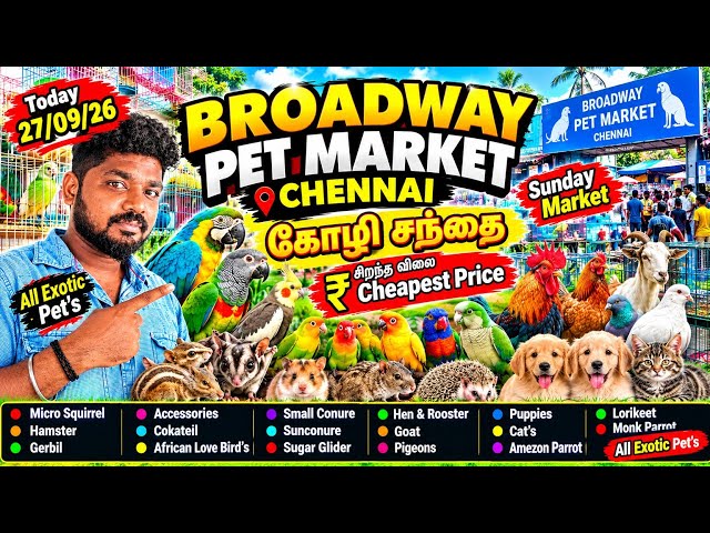 💥🤯 Broadway pet market chennai கோழி சந்தை All exotic pet's in one place #shorts #shortsfeed #pets 