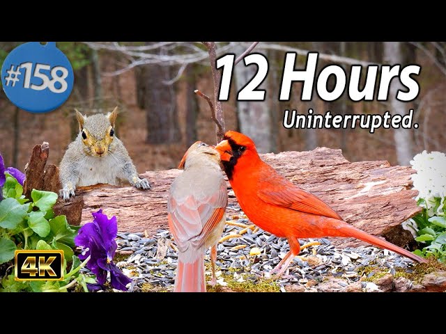 Cat TV 😻12 Hours of Birds 🐦 Squirrels 🐿 Uninterrupted TV for Cats No Ads Interrupting 4K