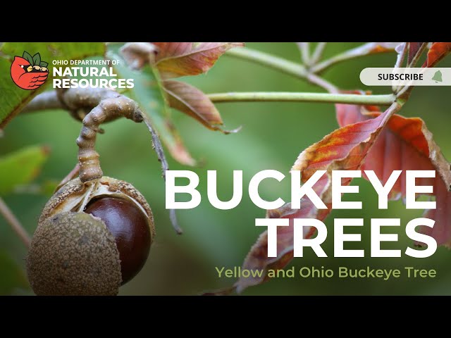 Buckeye Tree: The Yellow and Ohio Buckeye