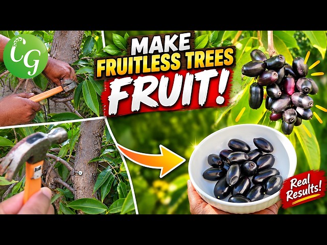 Our Jamun Tree Didn’t Fruit for 12 Years… Then We Tried This