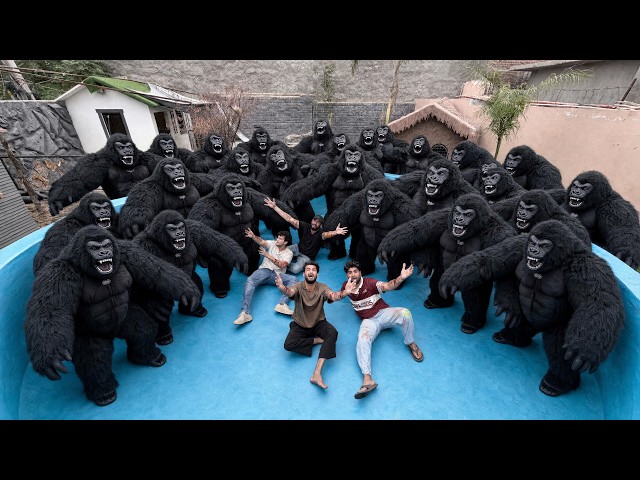 Mini Zoo Main Gorillas Agaye 😲