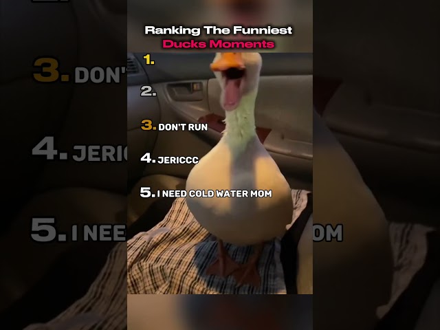 Ranking The Best Ducks Funniest Moments