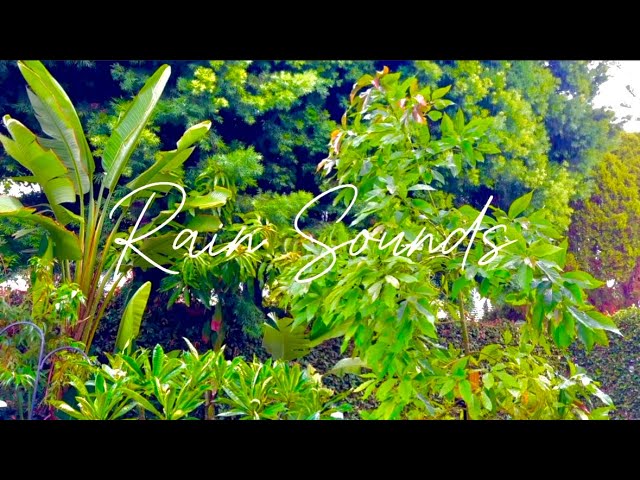 Relax with Rain Sounds, Gentle Sounds of Rain in Tropical Garden, Calming White Noise for Deep Sleep