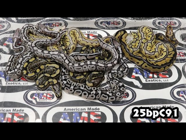 25bpC91 fm Pastel Het Clown Het VPI Axanthic Het Hypo ​x m VPI Axanthic Hypo Het Clown