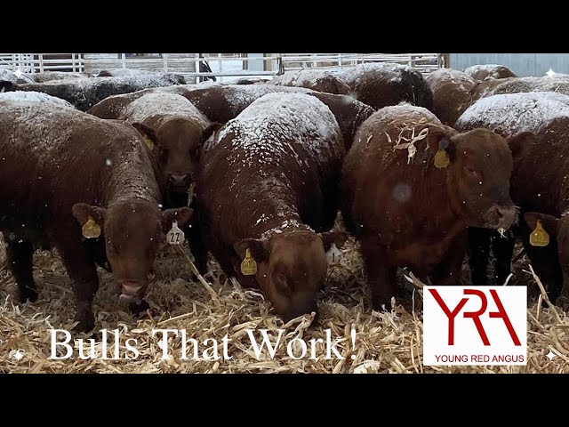 Young Red Angus: Cattle raised on cover crop to produce bulls that go out and work.