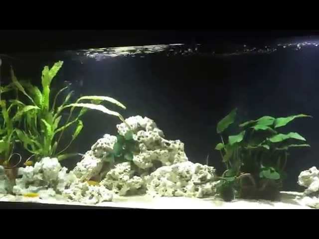 My Tropheus Duboisi & Bemba tank