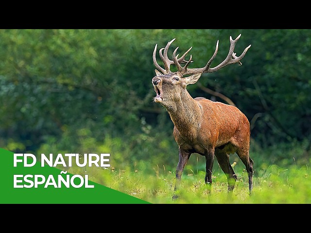 Animales en España -  Todos los Episodios Parte 1 | Free Documentary Nature - Español