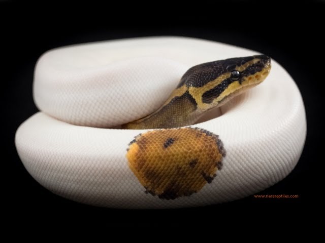 Crazy Snakes! SnakeBytesTV
