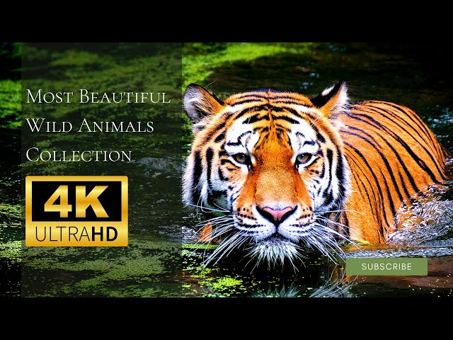 Most Beautiful Wild Animals Collection in 4K, Amazing Emotional 5 min Video with Relaxing Music