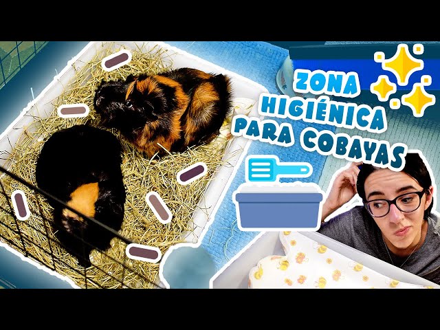 💩 ¿Cómo enseñar a mis COBAYAS / CUYS / CUYES a hacer sus necesidades en un mismo lugar? 🐹✨