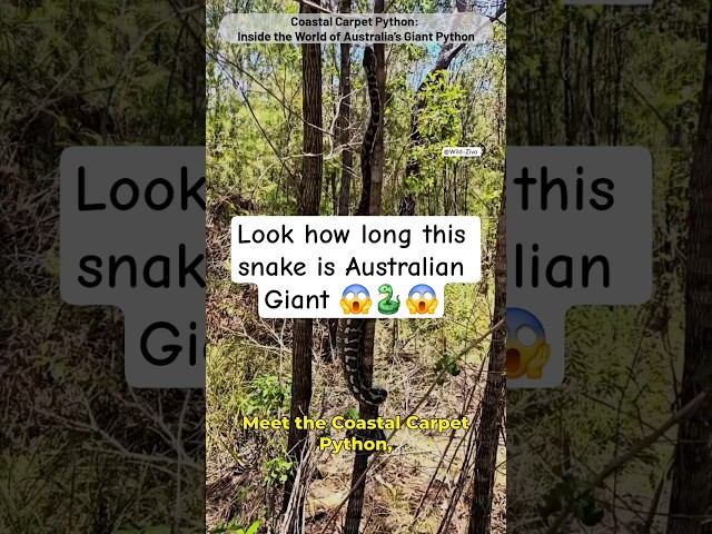AUSTRALIAN GIANT COASTAL CARPET PYTHON || 🐍 😱 #snake #shorts
