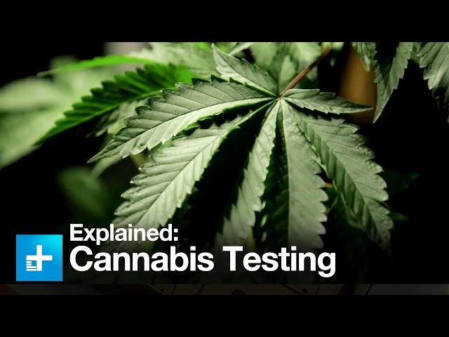 High Tech: Inside a Cannabis Testing Lab