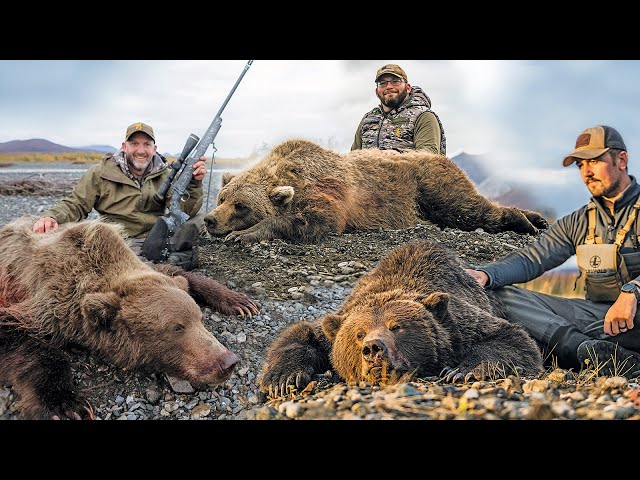 Bears of the North | 3 Big Grizzly Bears!
