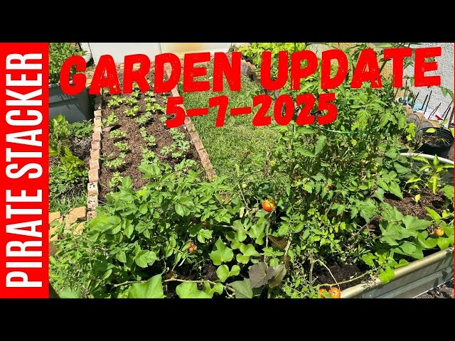 Garden Update ~ 1st Ripe Cherry ~ May 7th, 2025!  #garden
